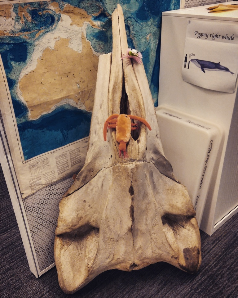 Shrinking whales and what we can learn from the past